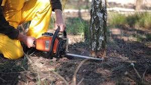 Best Arborist Consultation Services  in Beacon Square, FL