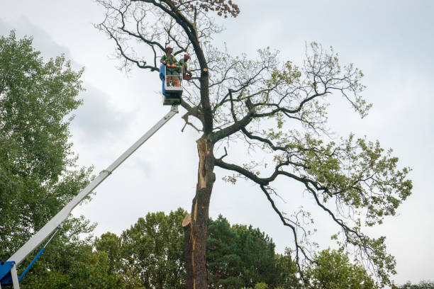 Best Tree Risk Assessment  in Beacon Square, FL